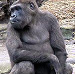 gorilla